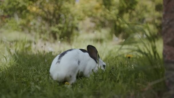 Conejo Blanco Esponjoso Con Grandes Orejas Come Hierba Verde Medio — Vídeos de Stock