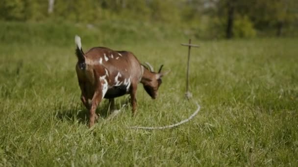 Brown Purebred Goat White Spots Strong Horns Eating Green Grass — Stock Video