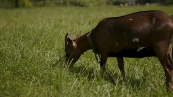 Primer Plano Una Cabra Raza Pura Marrón Pastando Campo Verde — Vídeos de Stock