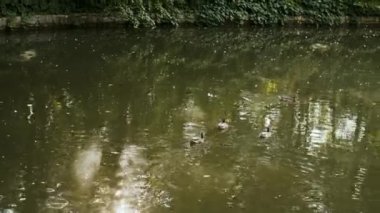 Bir ördek sürüsü bir sürü yeşillikle çevrili küçük yapay bir gölde birlikte yüzer.