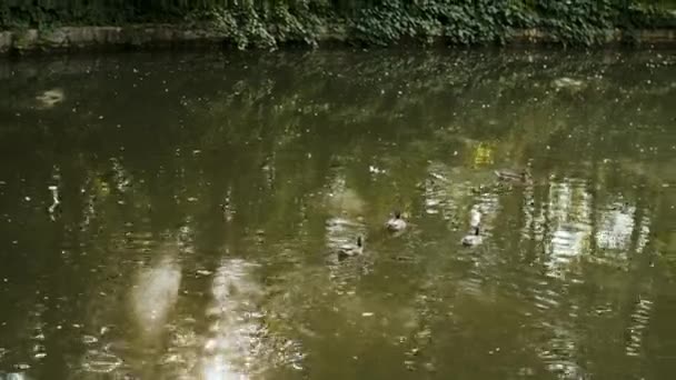 たくさんの緑に囲まれた小さな人工湖で一緒に泳ぐアヒルの群れ — ストック動画