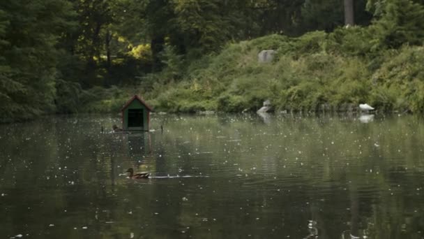 夏天的一个小湖 上面覆盖着白杨树 鹅和鸭在里面游泳 中间是鸟屋 — 图库视频影像