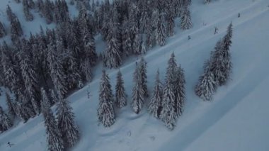 Kayak kaldırma hava aracı görüntüsü. Kayak merkezindeki teleferik, dağ ormanlarının tepesinden aşağı yükselen çekim. Çam ağaçları karla kaplı. Kayakçılar ve snowboardcular tepeyi tırmandılar. Etkin yaşam biçimi.