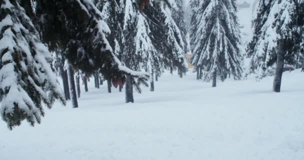 Ein Snowboarder Fährt Einem Kiefernschneewald — Stockvideo