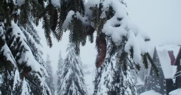 Grandes Abetos Fofos Estão Completamente Cobertos Neve Floresta — Vídeo de Stock