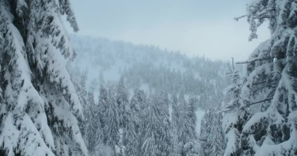 Blick Auf Einen Wunderschönen Kiefernwald Bedeckt Mit Schnee Einem Leichten — Stockvideo