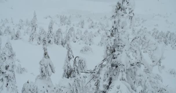 Dağların Ortasında Bir Yerde Donmuş Köknar Ağaçları Olan Kış Manzarası — Stok video