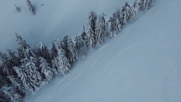 Группа Елок Видом Ариэль Центре Горнолыжного Курорта Покрытая Пушистым Снегом — стоковое видео
