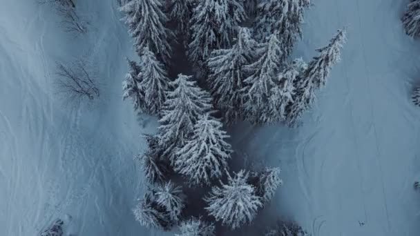 Vista Panorâmica Abetos Cobertos Neve Meio Das Montanhas — Vídeo de Stock