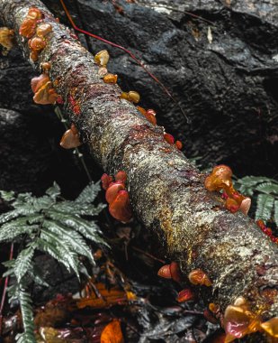 Ormandaki güzel kırmızı ve kahverengi bir mantarın yakın plan çekimi. 