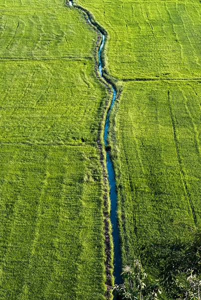 Blick Auf Die Grünen Reisfelder — Stockfoto