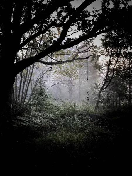 Doğal Işık Karanlık Ile Huzurlu Orman Büyümesi — Stok fotoğraf