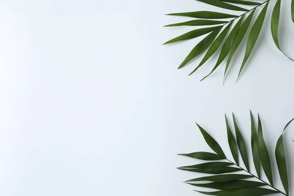Тропический Лист Белом Фоне — стоковое фото