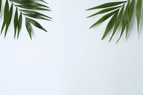 Тропические Листья Цветном Фоне — стоковое фото