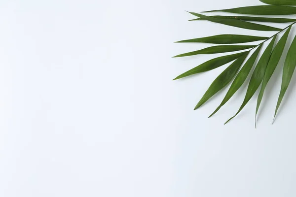 Зеленый Лист Пальмы Белом Фоне Стены — стоковое фото