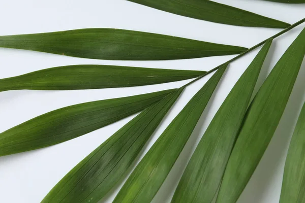 Тропические Листья Белом Фоне — стоковое фото
