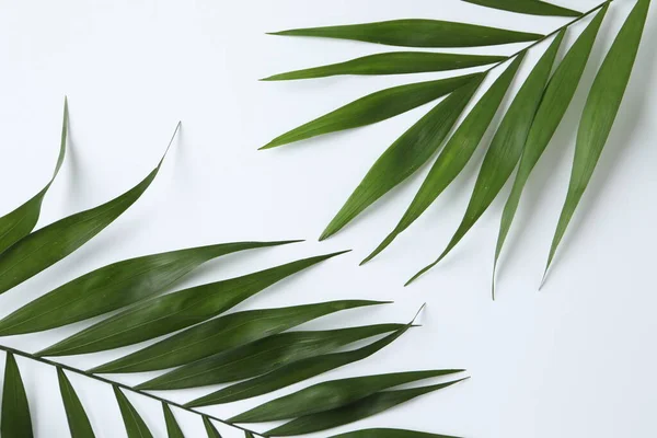Тропические Листья Светлом Фоне — стоковое фото