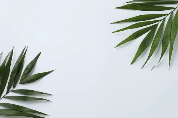 Зеленый Лист Белом Фоне Плоский Вид Сверху — стоковое фото