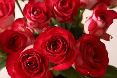 Güzel güller, yakın plan.