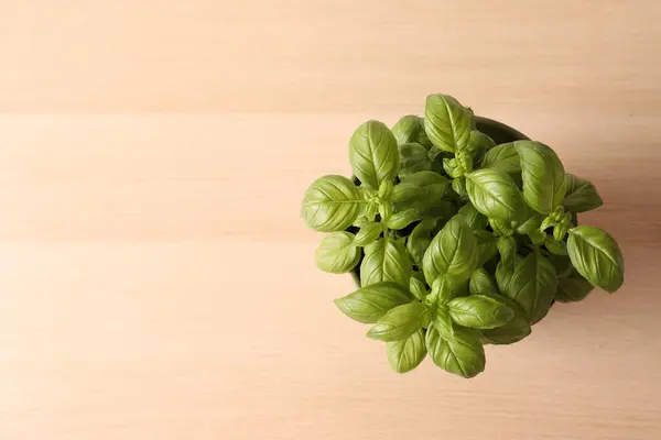 Stock image fresh green basil leaves over wooden background