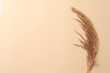 Buğdaydan altın kulaklar. Beyaz arka planda buğday kulakları.