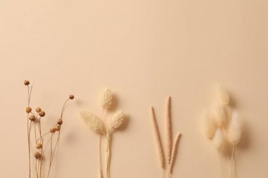 bej arka planda kuru ot ve kulaklar