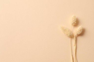 Bej arkaplanda güzel çiçek, metin için boşluk