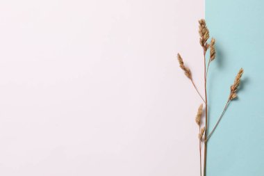 Mavi arka planda kuru otlar ve kuru çiçekler. düz alan, üst görünüm, kopyala boşluk.