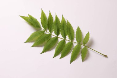 Beyaz arkaplanda yeşil yaprak izole edildi