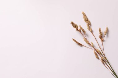 beyaz arkaplanda izole edilmiş kuru ot