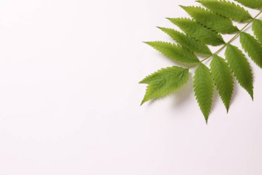 beyaz arkaplanda yeşil yapraklar