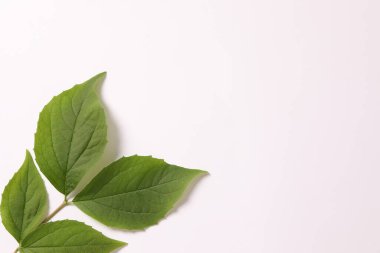 Beyaz arka plan üzerinde bitkinin yeşil yaprak
