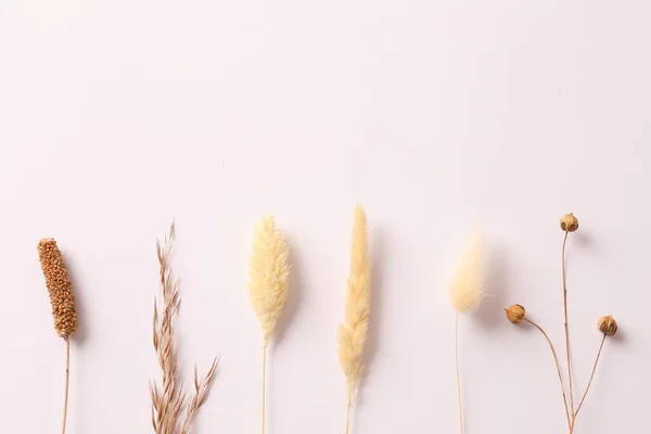 Плоская Композиция Шипами Пшеничными Ушами Шипами Белом Фоне — стоковое фото
