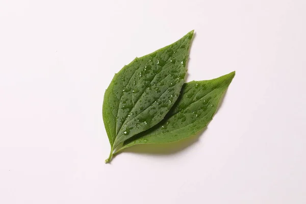 Mint Leaf Isolated White Background — Stock Photo, Image