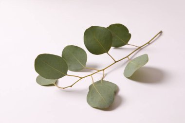 Beyaz arkaplanda okaliptüs yaprakları