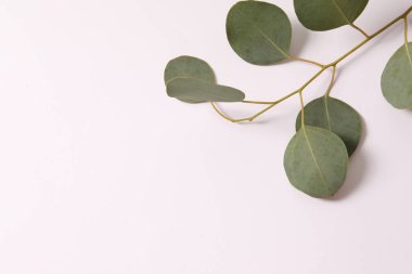 green leaves on the white background. top view.