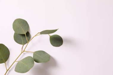 eucalyptus branches and leaves on white background, flat lay