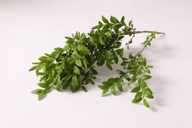 yeşil yaprakları ile şube