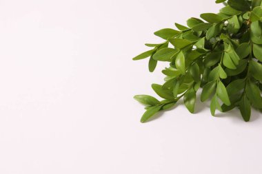 green leaves on a white table.