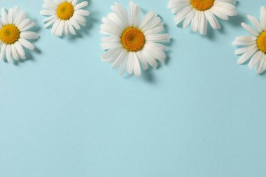 Renkli arka planda güzel papatya çiçekleri olan düz bir kompozisyon. Metin için boşluk