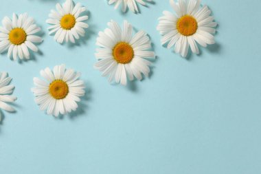 Renkli arkaplanda güzel papatya çiçekleri, düz yatış, üst görünüm, boşluğu kopyala