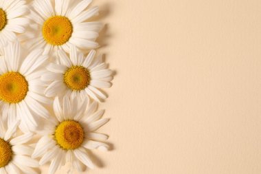 Turuncu arka planda beyaz papatya çiçekleri