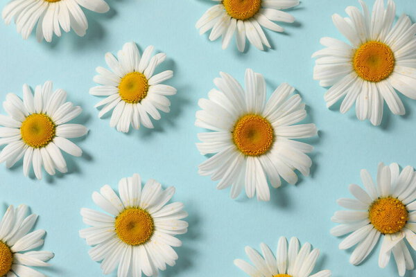 pattern with white daisies on blue background.