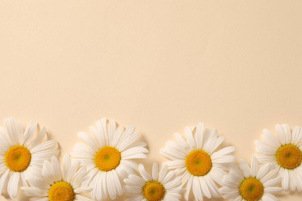 white daisies on beige background