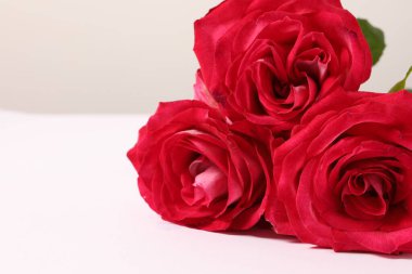 Beyaz arkaplanda kırmızı güller