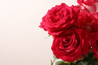 Beyaz arkaplanda izole kırmızı gül çiçeği