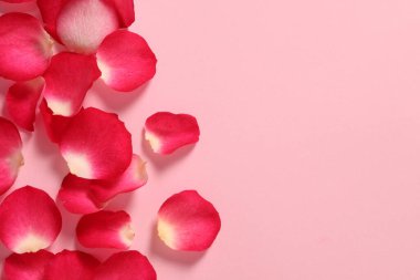 Renk arkaplanı üzerinde güzel pembe gül ve metin için boşluk