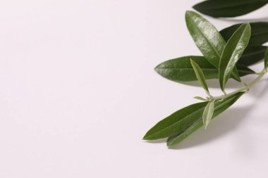 Taze yeşil yaprak ve metin için boşluk. en üstteki görünüm