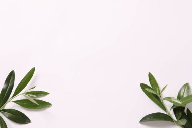 beyaz arkaplanda yeşil yapraklar