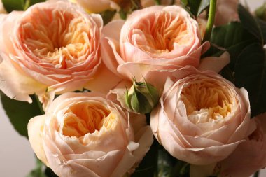 Beyaz arka planda güzel pembe güller, yakın plan.